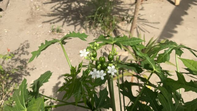 Shoots and essence of Gedi (Abelmoschus manihot) or edible hibiscus is a flowering medicinal plant in the Malvaceae family.