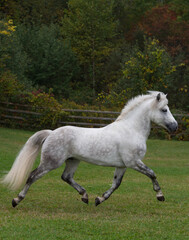 grey dappled purebred connemara stallion horse trotting in a field pasture or paddock at a farm stable or barn full body side view of irish bred connemara horse horizontal equine image with type space