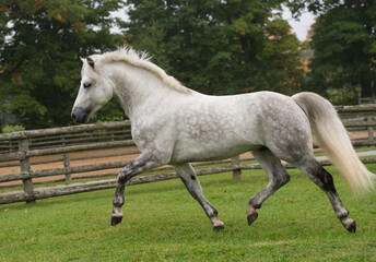 grey dappled purebred connemara stallion horse trotting in a field pasture or paddock at a farm stable or barn full body side view of irish bred connemara horse horizontal equine image with type space