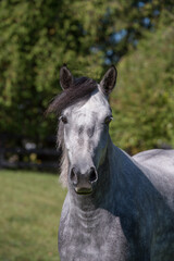 Fototapeta premium Portrait shot or headshot of a grey Connemara horse with ears forward showing mane and forelock vertical equine image with room for type or masthead