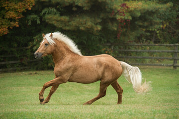 purebred palomino connemara stallion free running in field of green grass and trees in background...