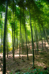 Obraz premium A peaceful and lush scene of the towering bamboo trees in the famous Arashiyama Bamboo Forest in Kyoto, Japan, with sunlight filtering through the greenery.
