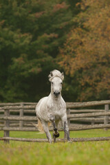 White grey dappled purebred Connemara stallion running towards camera in green pasture paddock or field with wooden rail fence in the background vertical equine photograph with room for type masthead