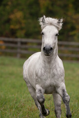 Obraz premium White grey dappled purebred Connemara stallion running towards camera in green pasture paddock or field with wooden rail fence in the background vertical equine photograph with room for type masthead