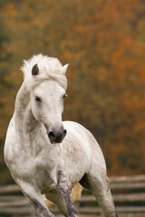 Purebred Connemara horse running head on towards camera looking at viewer white with grey dapples on body white mane and forelock autumn or fall colors in background vertical equine image type space