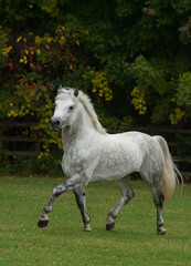 grey purebred connemara stallion free running in a field of green grass with trees vertical fall equine image of horse in trot stride with front leg forward fall foliage in background room for type 