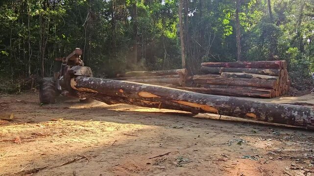 A skidder tractor hauling large logs through the Amazon rainforest, transporting them to a storage yard in a sustainable forest management area