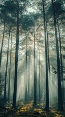 Obraz premium A dense forest of towering pine trees shrouded in morning fog, with soft rays of sunlight piercing through the mist