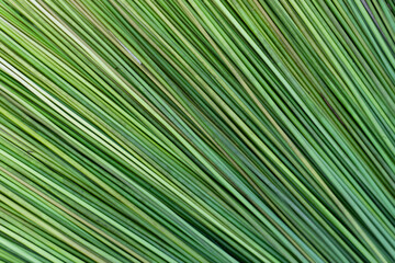 Purun Danau (Lepironia articulata) is a type of grass belonging to the Cyperaceae tribe which is used as household crafts including mats, bags, hats, baskets, prayer mats, wall decorations and others.