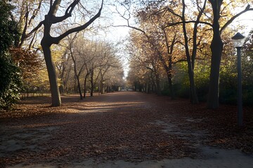 Naklejka premium Autumn Path Through Trees With Fallen Leaves