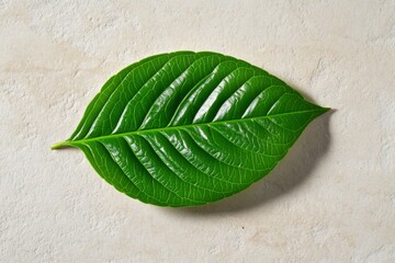 A single ash green leaf illustration, placed delicately on a neutral background