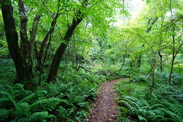 fine path through wild summer forest