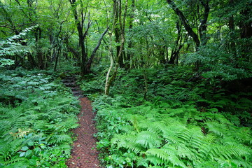 fine summer path through thick ferns