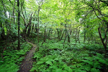 Fototapeta premium fine summer path through thick ferns