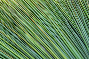 Purun Danau (Lepironia articulata) is a type of grass belonging to the Cyperaceae tribe which is used as household crafts including mats, bags, hats, baskets, prayer mats, wall decorations and others.