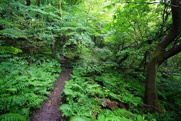 mossy old trees and pathway in summer forest