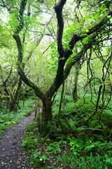 old trees and vines in wild forest

