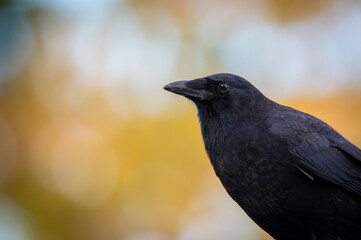 Naklejka premium crow on the ground