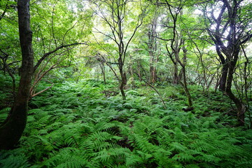 wild summer forest with thick ferns and old trees