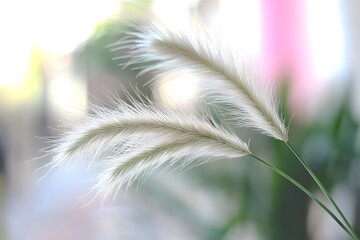 Soft White Feather Grass in Blurred Background