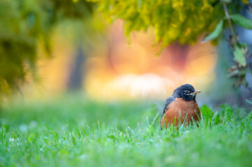 robin on the grass
