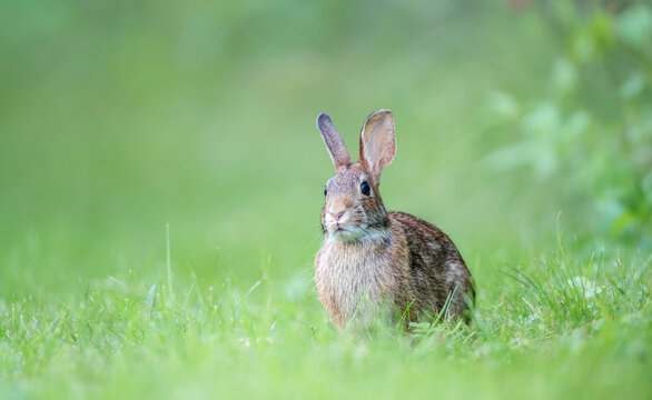 wild rabbit on the grass with a green blurry background