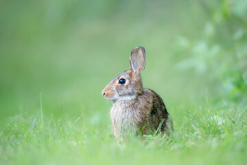 rabbit in the grass