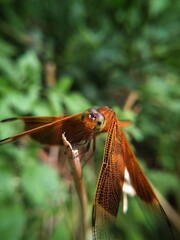 "Macro Shot of a Dragonfly in Its Natural Habitat"