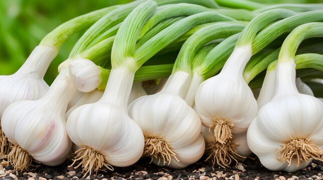 Lush green garlic shoots growing in neat rows on an isolated farm  The vibrant green stems stand tall against a plain background highlighting the natural beauty and bounty of this versatile crop