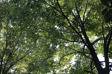 Fototapeta premium Image taken from below of the pine trees along the Deokjeong Park trail
