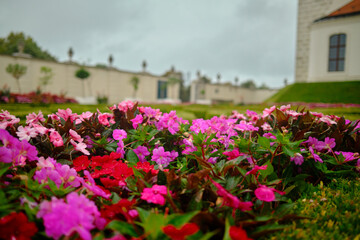 Pink flowers in the gardens of bratislava castle