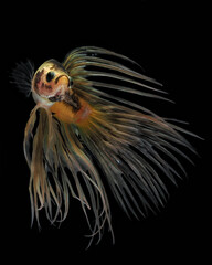 Obraz premium Dancing halfmoon bettafish crown tail on black background