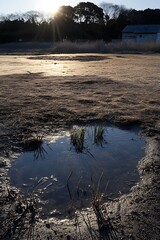 Obraz premium Sunlit Puddle with Reflections and Grass in Rural Field