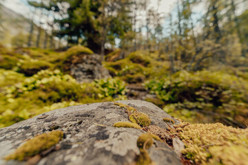 moss on rocks