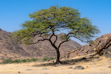 Fototapeta premium Single Tree in Arid Landscape with Rocky Mountains and Blue Sky