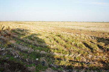 photo of dry rice fields, with dried out rice plants