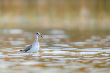 sandpiper in the lake bathing