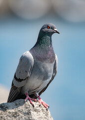 pigeon on a stone