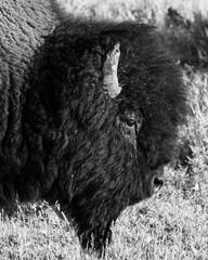 Bison Portrait
