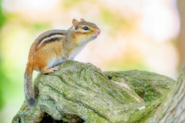 Chipmunk in the forest with a clean blurry background 