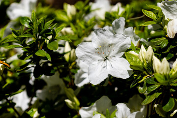 Lovely white Rhododendron flower selective focus blurred background beautiful
