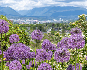 Obraz premium Allium Violet Flower Ball, Big Purple Blooming Onion, garlic flowers