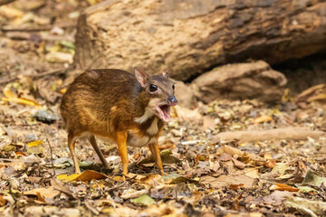The Lesser Oriental Chevrotain or Lesser Mouse Deer (Tragulus kanchil) is a tiny, delicate mammal with slender legs, a rounded body, and a pointed face. 