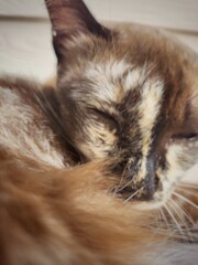 Close up of gray cat