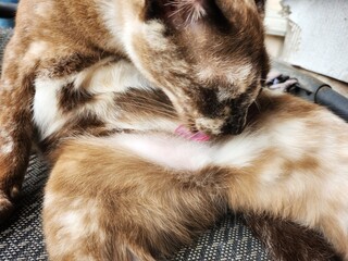 Close up of gray cat