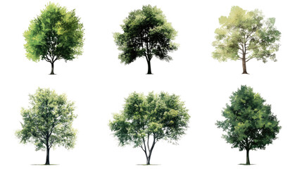 A serene collection of isolated trees showcasing lush green foliage in a vibrant summer garden