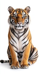 Fototapeta premium tiger isolated on white background