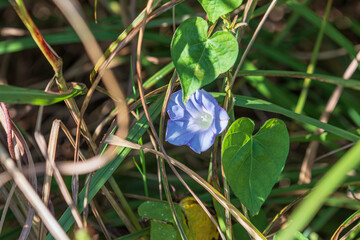 Purple morning glory found on a country road. Ipomoea nil, Lobedleaf pharbitis, picotee morning...