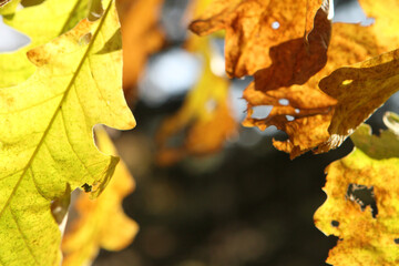 golden oak leaves in the wind