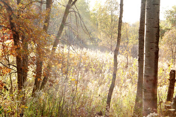Obraz premium golden field in autumn with trees